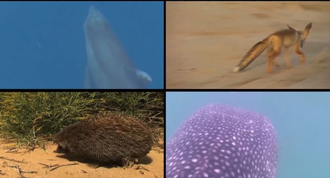 瓦力游戏| 首页 -瓦力出品,必属精品