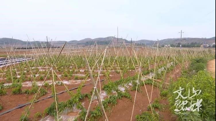 瓦力游戏| 首页 -瓦力出品,必属精品